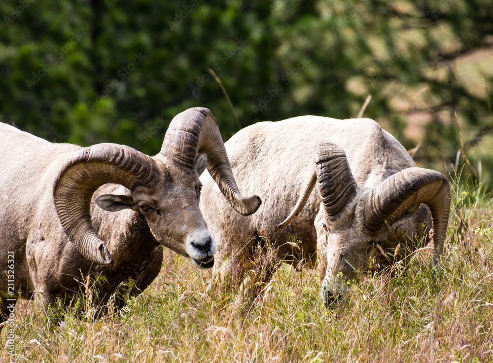 Two American bighorn sheep grazing on the meadow in Montana, USA Two American bighorn sheep grazing on the meadow in Montana, USA