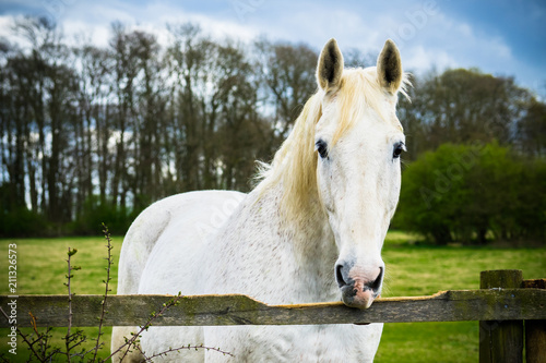 White horse bites wooden fence © Pawel Pajor