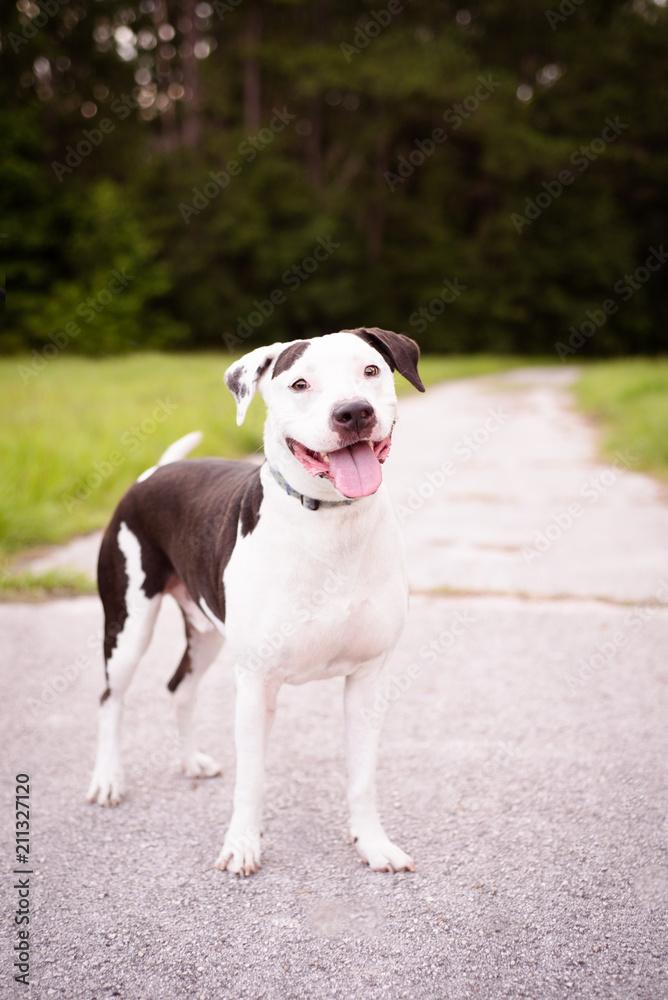 Portrait of American Staffordshire Terrier outside in a natural hiking environment Portrait of American Staffordshire Terrier outside in a natural hiking environment