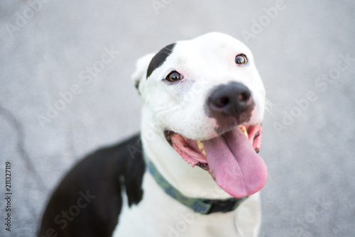 Portrait of American Staffordshire Terrier outside in a natural hiking environment