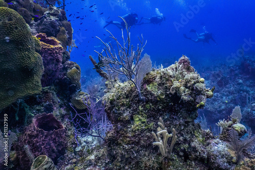 Fototapeta Naklejka Na Ścianę i Meble -  Purple under water coral 