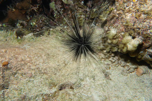 Urchin  photo