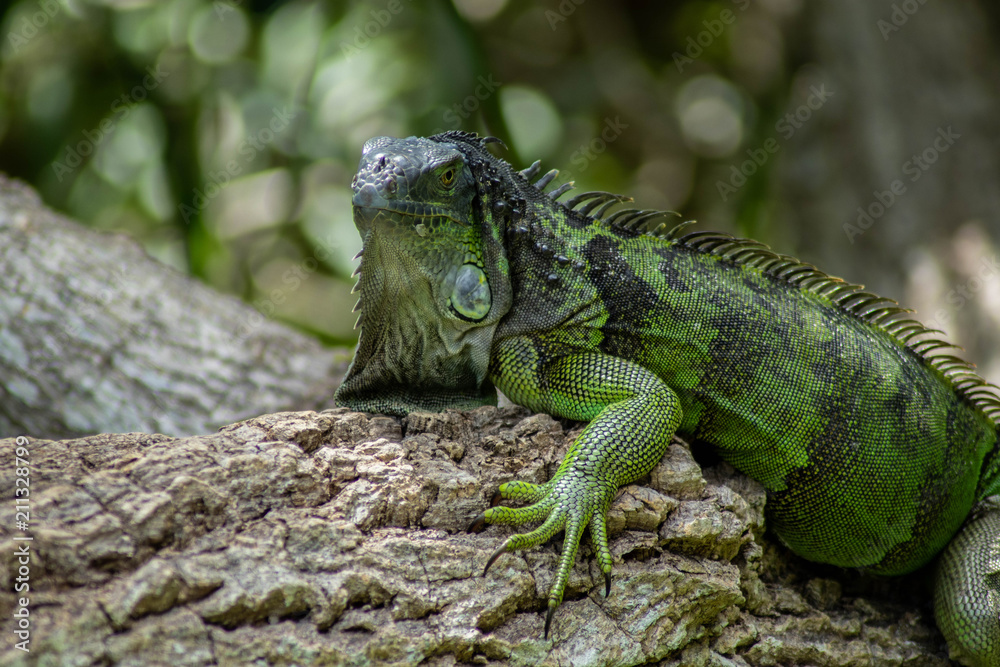 Green Iguana Lounging on Sunny Day Green Iguana Lounging on Sunny Day