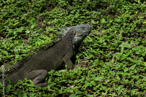 Iguana in Green Grass on Sunny Day
