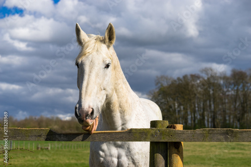 White horse licking wooden fence © Pawel Pajor