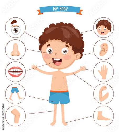 Vector Illustration Of Human Body