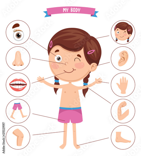 Vector Illustration Of Human Body