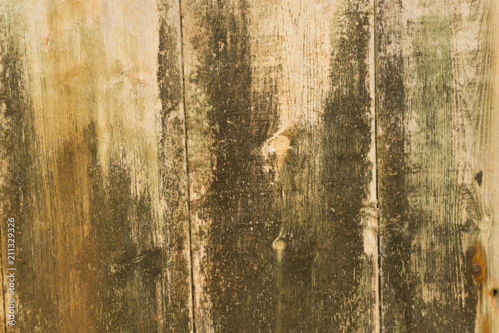 Fototapeta premium Old Wood Texture/ Wood Texture