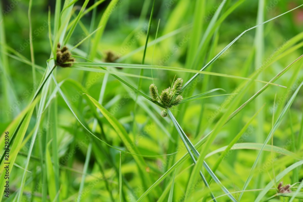 Cyperus cyperoides Cyperus cyperoides