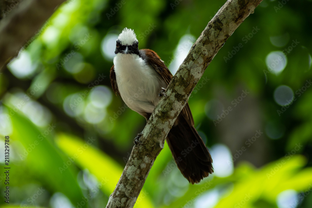 Obraz premium White-Crested Laughingthrush on Tree Branch on Sunny Day