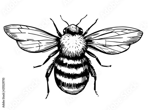 Fotografie, Tablou Bee sketch. Hand drawn illustration converted to vector