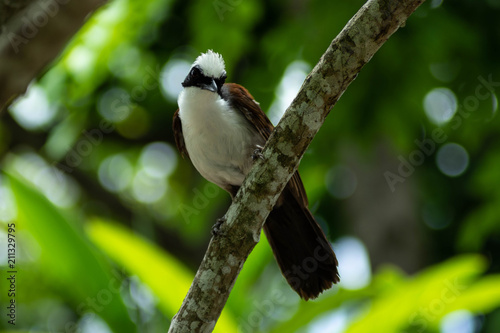 White-Crested Laughingthrush on Tree Branch on Sunny Day