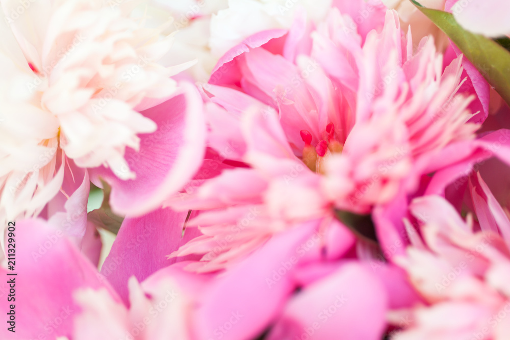 Blooming white and pink peonies. Flower background. 