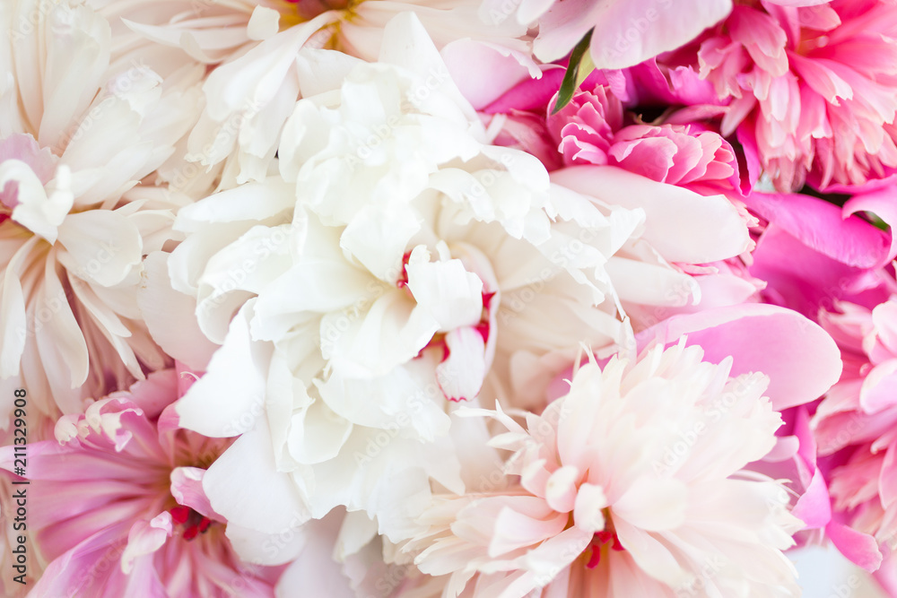 Blooming white and pink peonies. Flower background. Blooming white and pink peonies. Flower background.