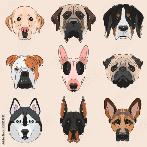 Animals. Dog breeds: Bernese Mountain Dog, Shepherd, Siberian husky, British Bulldog, Bullterrier, Doberman, English Mastiff, Labrador, Pug. Design vector illustrations. Isolated on white background.