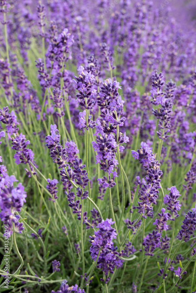 Obraz premium Common Lavender (Lavandula angustifolia)