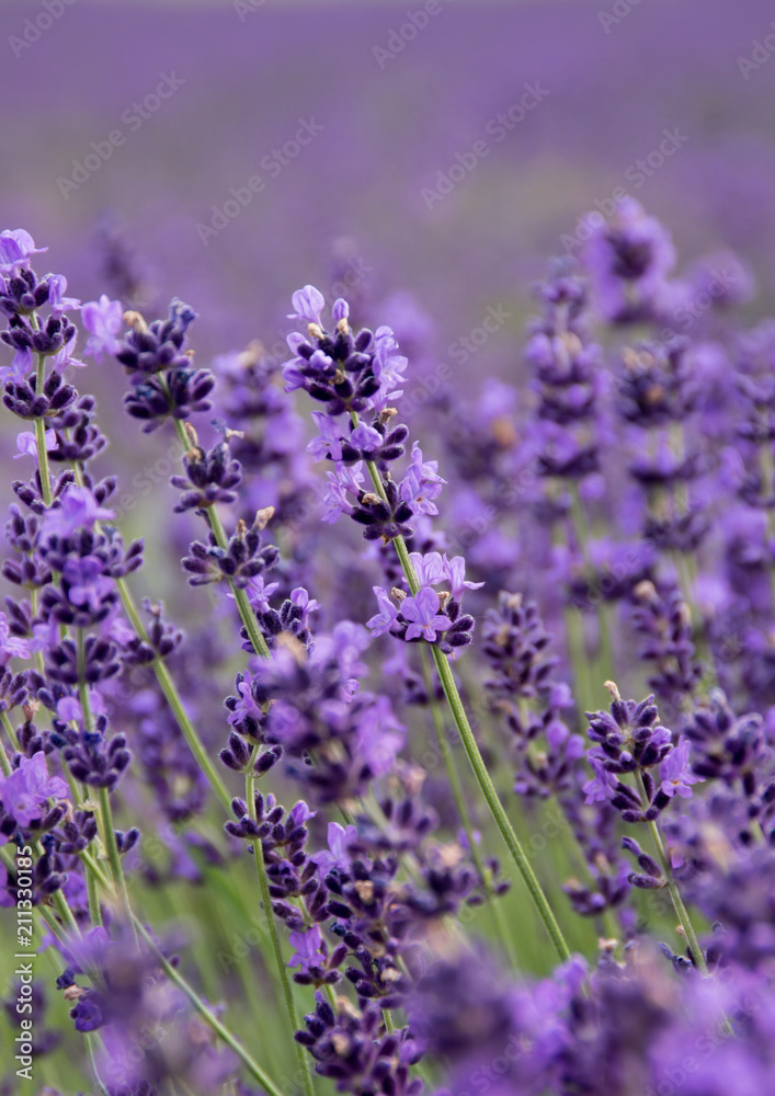 Fototapeta premium Common Lavender (Lavandula angustifolia)