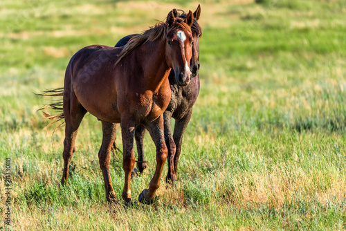 Fototapeta Naklejka Na Ścianę i Meble -  Two wild horses in the sunlit meadow