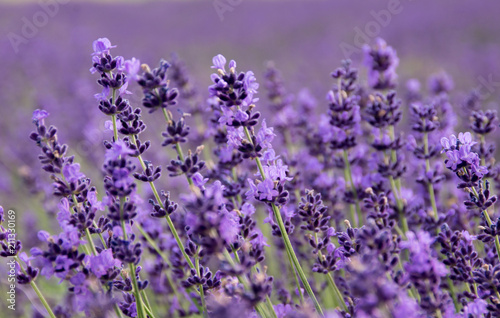 Fototapeta Naklejka Na Ścianę i Meble -  Common Lavender (Lavandula angustifolia)