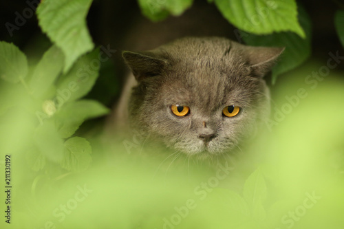 tom mail british scottish cat close up photo in green grass outdoor summer portrait photo