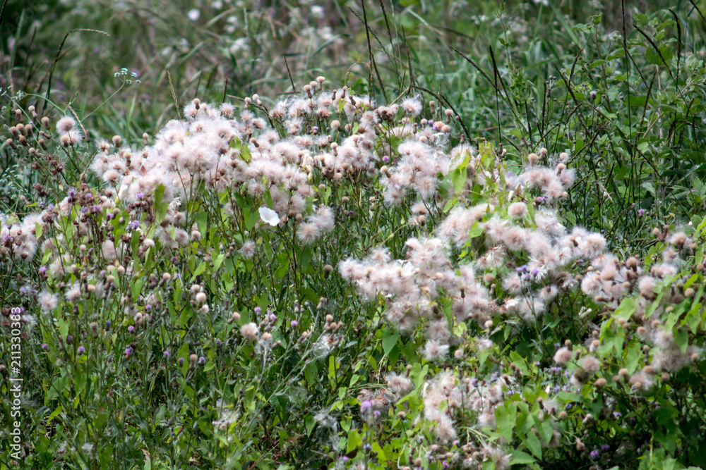  Canada thistle (Cirsium arvense)