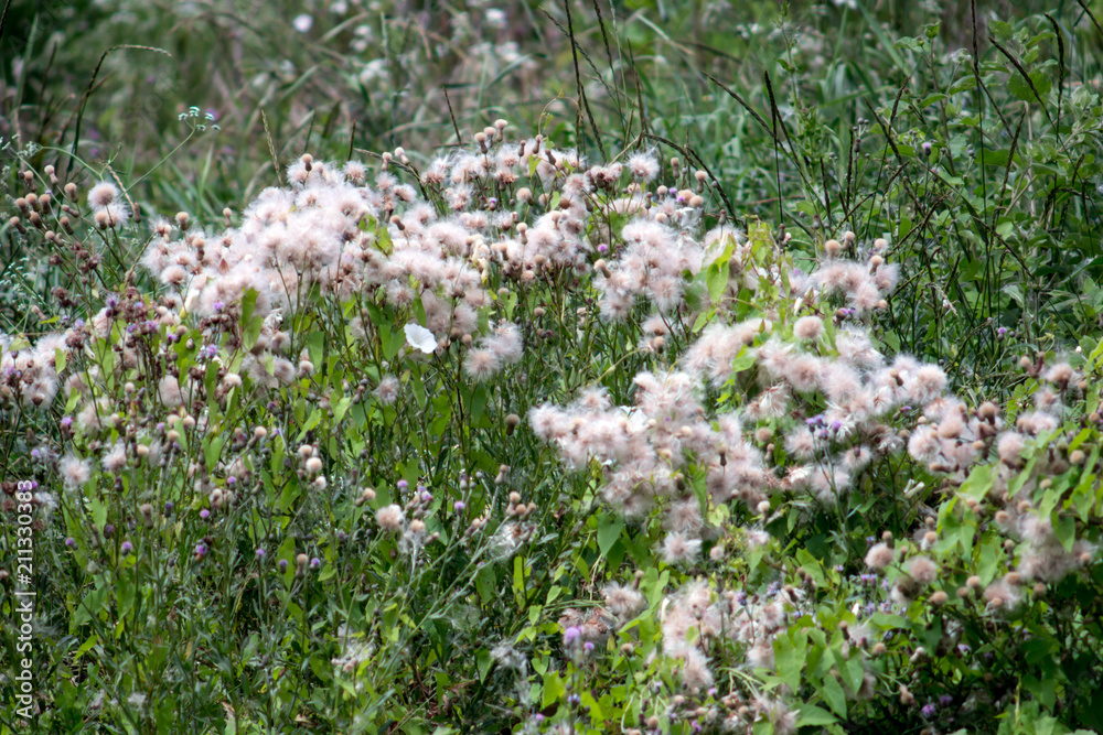 Canada thistle (Cirsium arvense) Canada thistle (Cirsium arvense)
