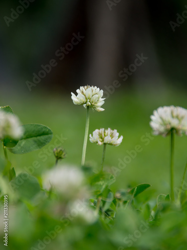The white clover (Trifolium repens).