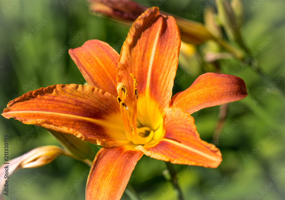 Vivid orange blossom single lily flower close-up. Vivid orange blossom single lily flower close-up.