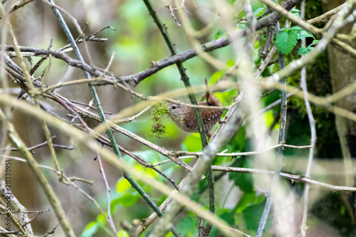 Wallpaper Mural Troglodyte mignon Torontodigital.ca