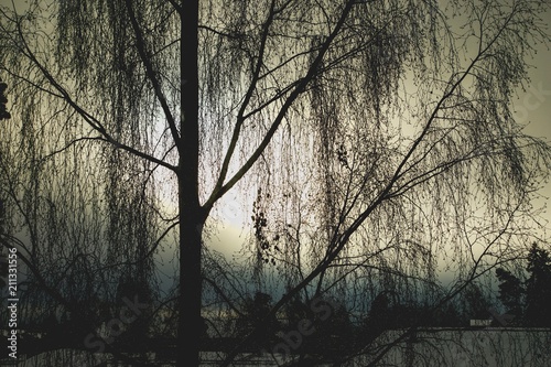 willow tree in winter