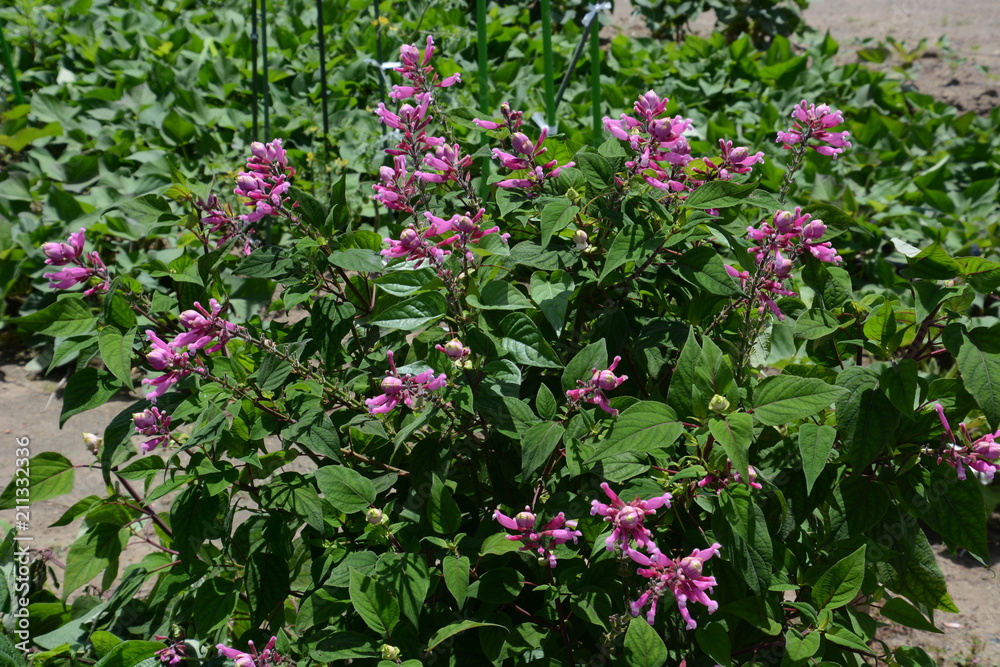 Salvia involucrata Salvia involucrata