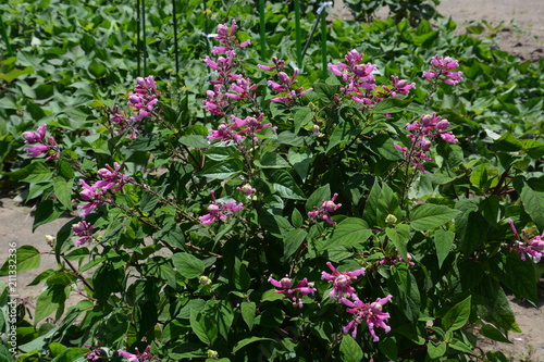 Salvia involucrata photo