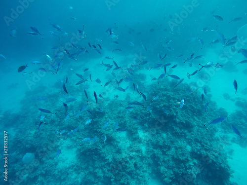 Flock of barracuda fish on the coral reef. Blue turquoise water in red sea.