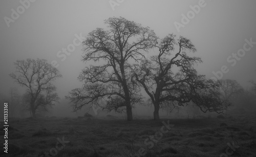 Obraz Dęby w porannej mgle