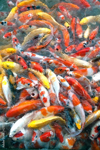  Top view of colourful fancy Koi carp fish symbols of good luck and prosperity in Japan swimming in the pond.