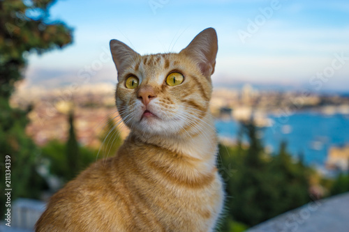 Portrait of surprised cat on a blurry background at Marjan Park in Split, Croatia. Selective focus