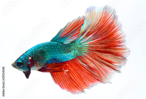 Halfmoon betta fish, siamese fighting fish, Capture moving of fish, Betta splendens