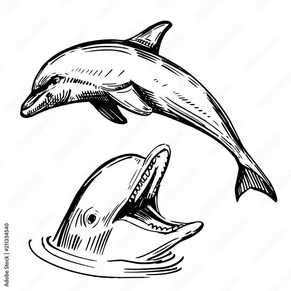 Obraz premium Sketch of dolphin. Hand drawn illustration converted to vector