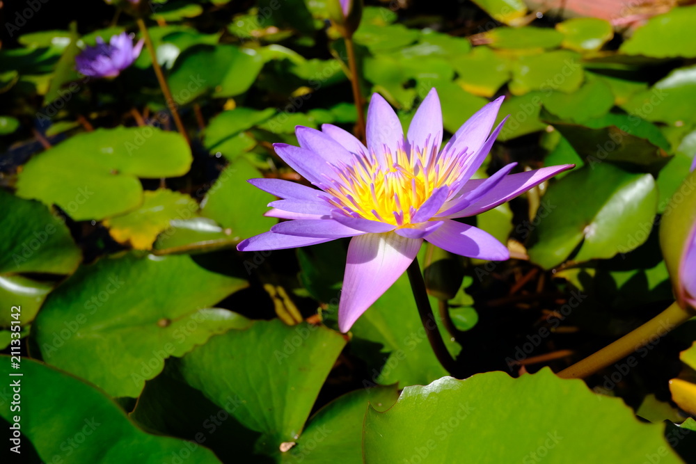 Blue Egyptian lotus, Nymphaea Caerulea. Blue Egyptian lotus, Nymphaea Caerulea.