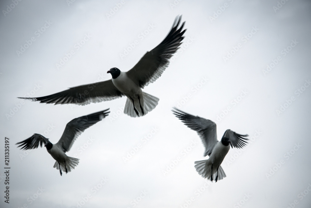 Obraz premium Seagulls Frantically Fly Above Looking for Snacks