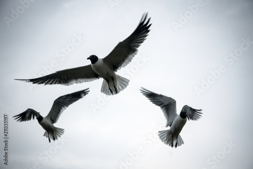 Seagulls Frantically Fly Above Looking for Snacks © Michelle