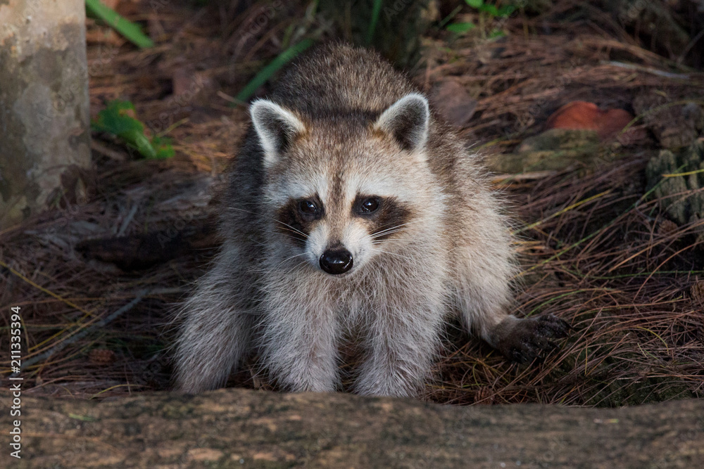 Fluffy Raccoon Sitting in the Forest, searching for food