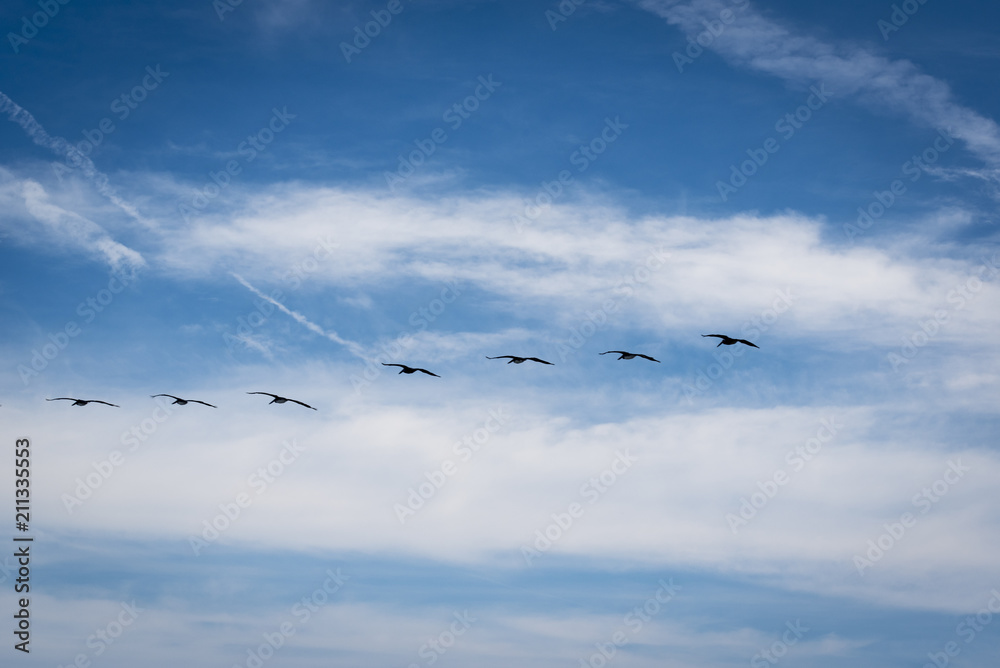 Pelicans Fly Across an Ocean Sky Pelicans Fly Across an Ocean Sky
