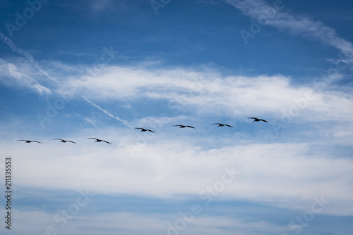 Pelicans Fly Across an Ocean Sky