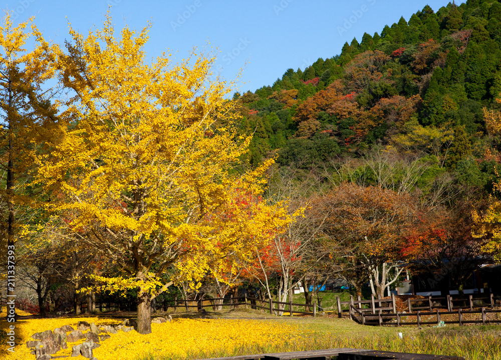 Obraz premium 紅葉の岩屋公園