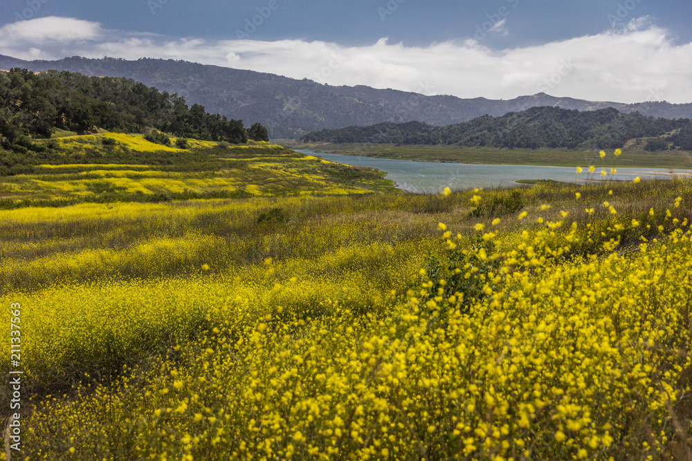 MAY 14, 2018, Ojai, CA, USA - Yellow mustard grows where Lake Casitas used to be - DROUGHT