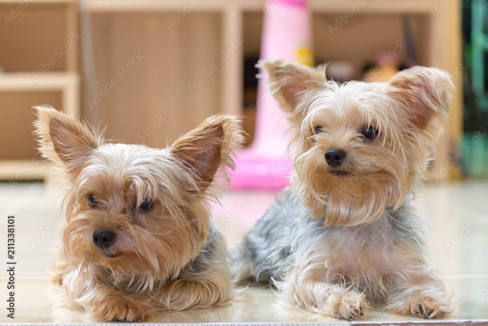 可愛い 小型 犬 ヨークシャテリア Stock 写真 Adobe Stock