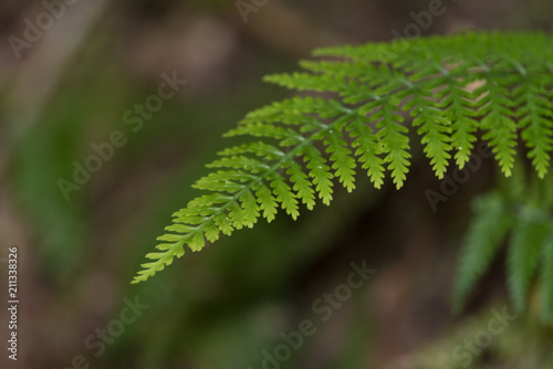 Isolated fern frond shot with shallow depth of field.