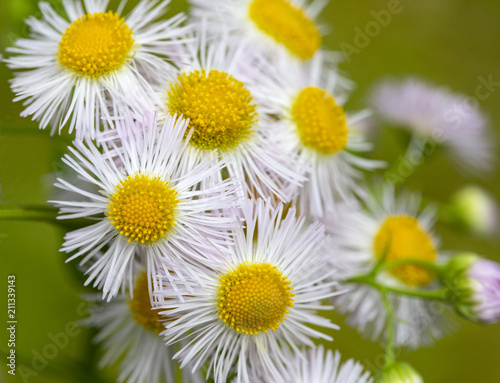 Closeup of Yellow and White Wildflowers