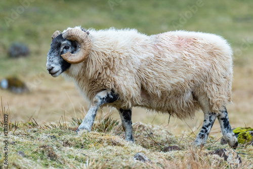 Slika na platnu Scottish Blackface Sheep, Isle of Skye Scotland, United Kingdom